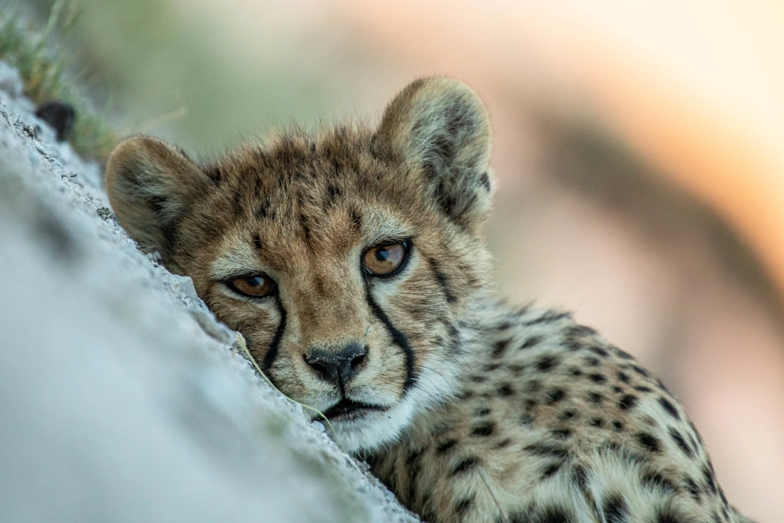 WITHIN TOUCHING DISTANCE | PHOTO SERIES