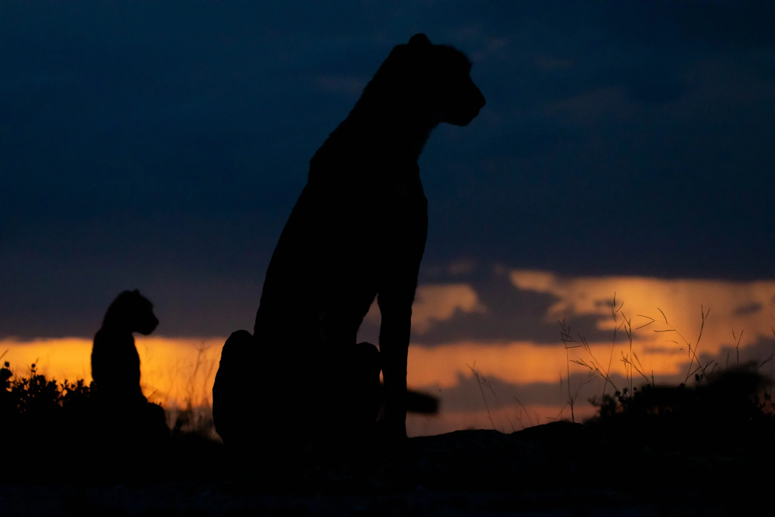 Cheetah silhouette.jpg