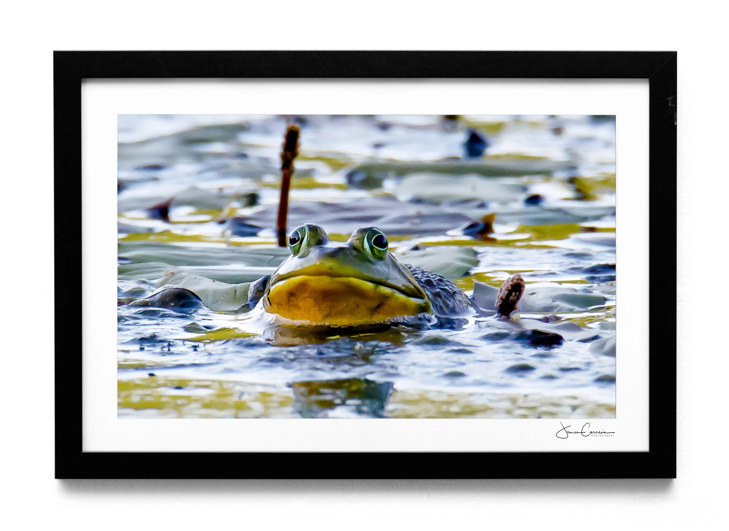 Bullfrog