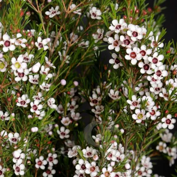 Chamelaucium_Snowflake.jpg