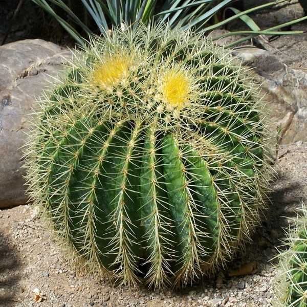 Echinocactus_Grusonii.jpg