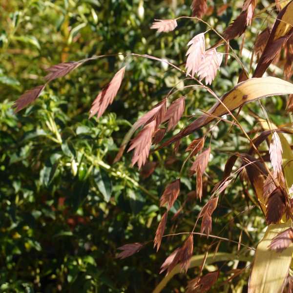 Chasmathium_Latifolium_PP3.jpg