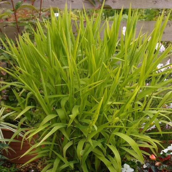 Chasmathium_Latifolium_PP4.jpg