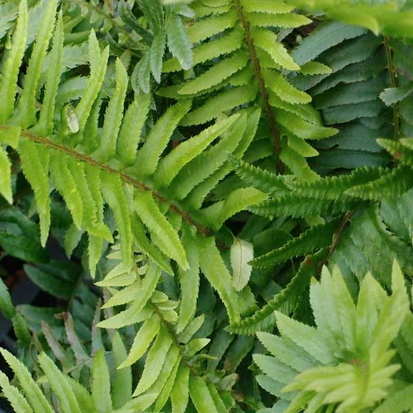 Polystichum_Munitum_PP1.jpg