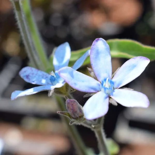 Tweedia_Caerulea_PP2.jpg