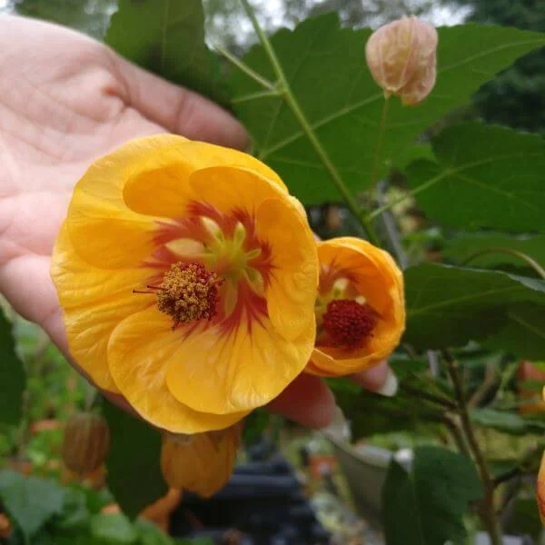 Abutilon_Leila_Jackson_PP2.jpg