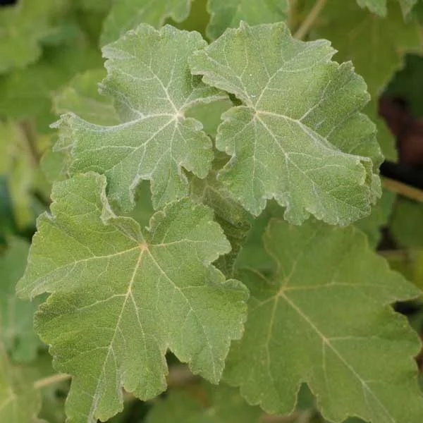 Abutilon_Vitifolium_PP.jpg