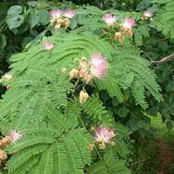 Albizia Julibrissin Rosea Paddock Plants Buy Online Uk