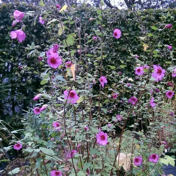 Anisodontea_El_Royo_PP4.jpg