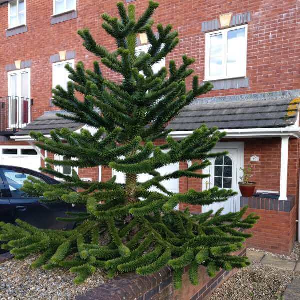 Araucaria_Araucana_PP2.jpg