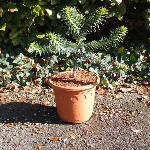 Araucaria_Araucana_PP1.jpg