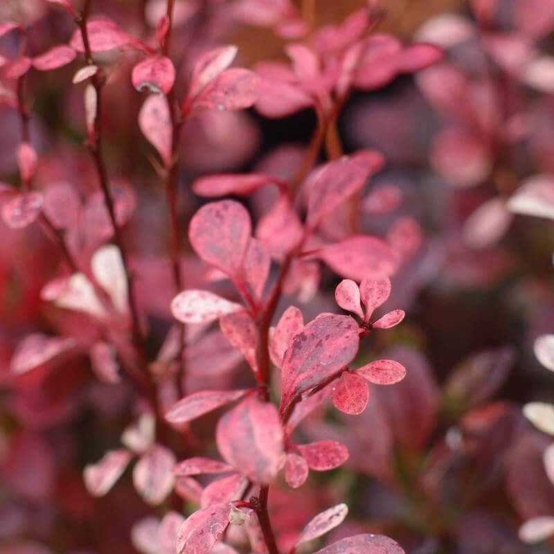 Berberis_Rosy_Rocket_PP2.jpg