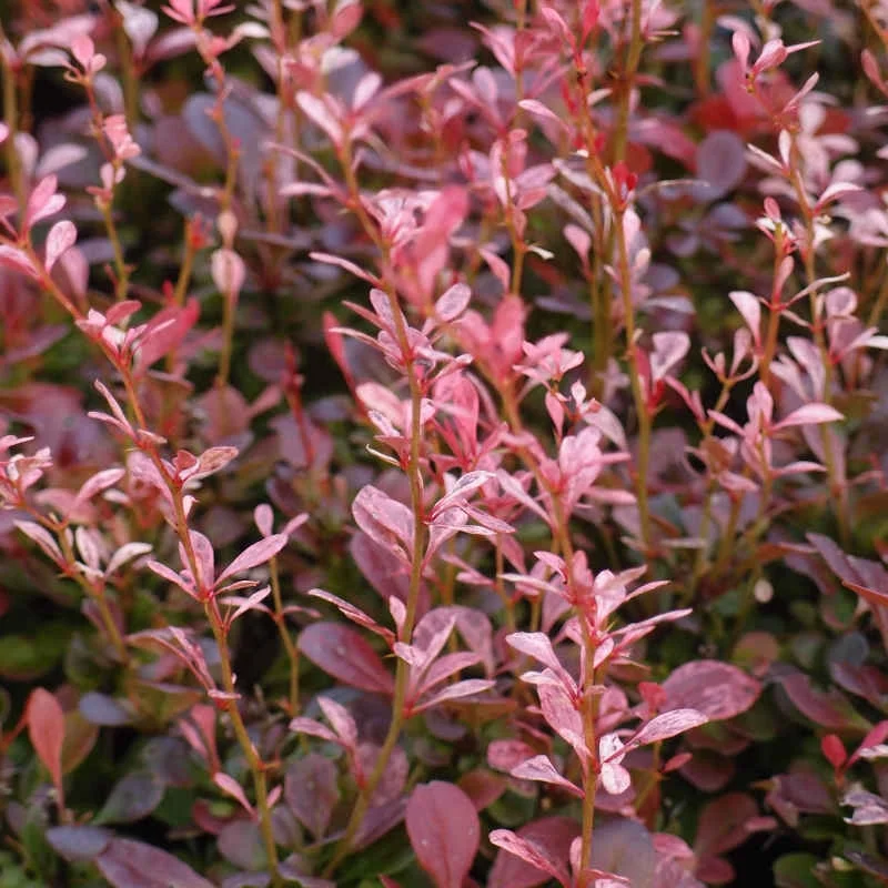 Berberis_Rosy_Rocket_PP1.jpg