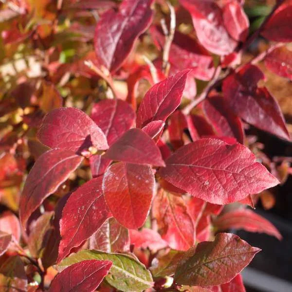 Vaccinium_Top_Hat_PP1.jpg