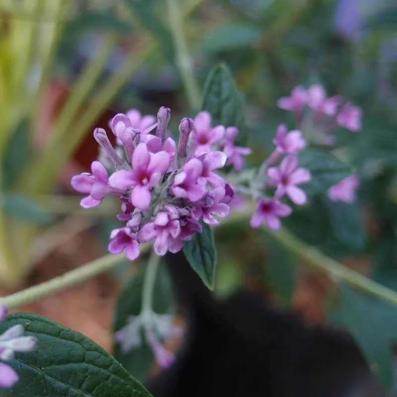 Buddleia_Unique_PP2.jpg