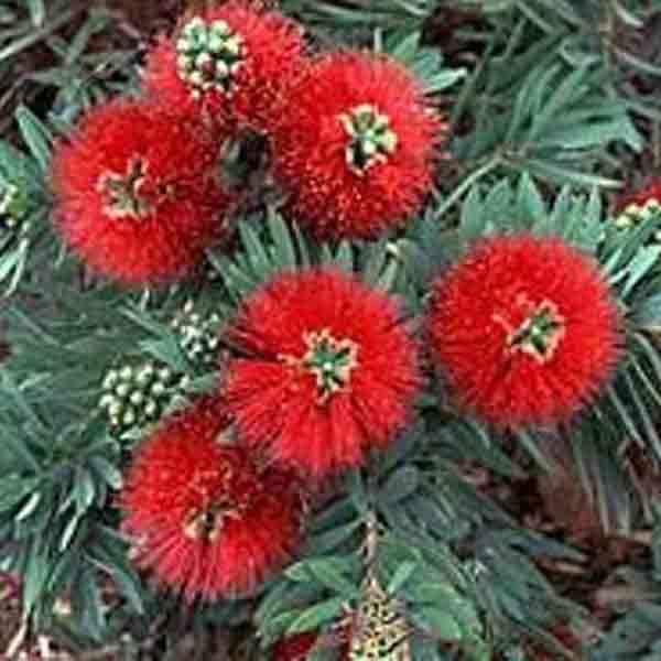 Callistemon_Little_John.jpg
