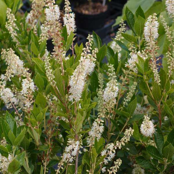 Clethra_Hummingbird_PP2.jpg
