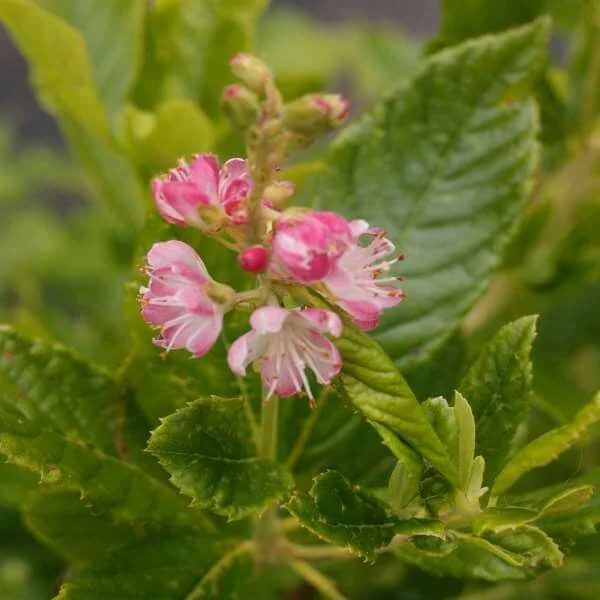Clethra_Ruby_Spice_PP1.jpg