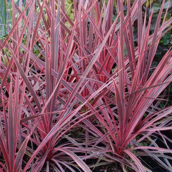 Cordyline_Charlie_Boy_PP3.jpg