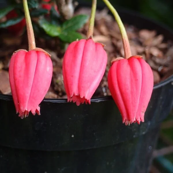 Crinodendron_Hookerianum_PP5.jpg