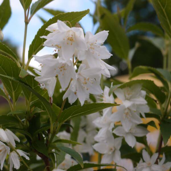 Deutzia_Gracilis_PP1.jpg
