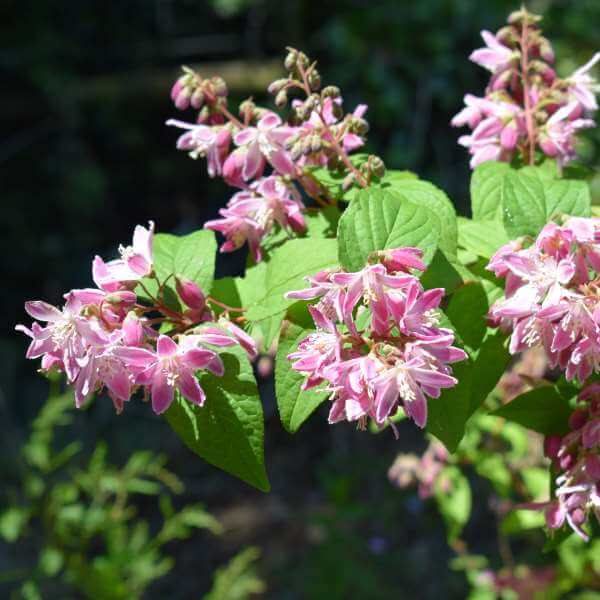 Deutzia_Strawberry_Fields_PP1.jpg
