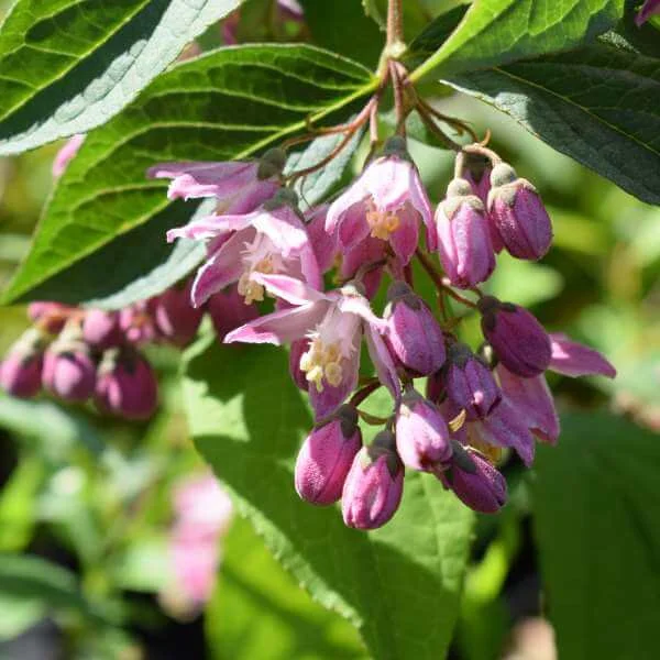 Deutzia_Strawberry_Fields_PP3.jpg