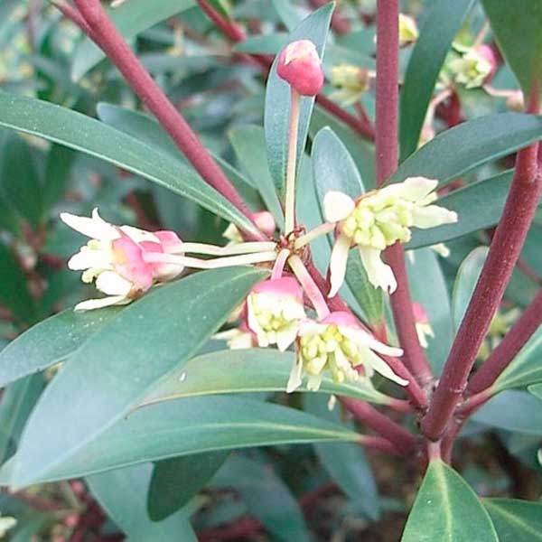 Drimys_Lanceolata.jpg