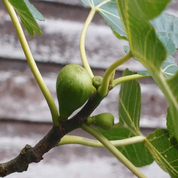 Ficus_Brown_Turkey_PP.jpg