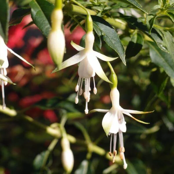 Fuchsia_Hawkshead_PP2.jpg