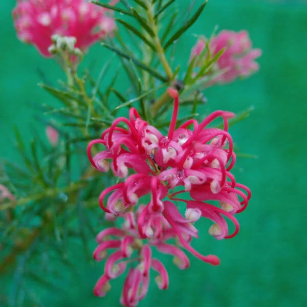 Grevillea_Canberra_Gem_PP1.jpg