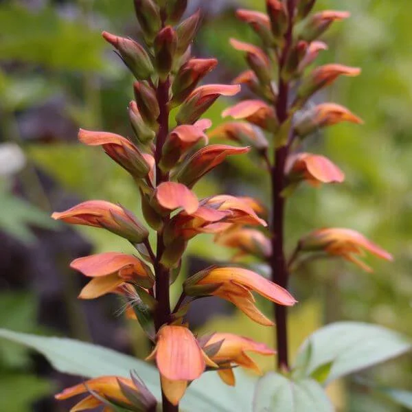 ISOPLEXIS (DIGITALIS) CANARIENSIS — Paddock Plants Buy Online UK