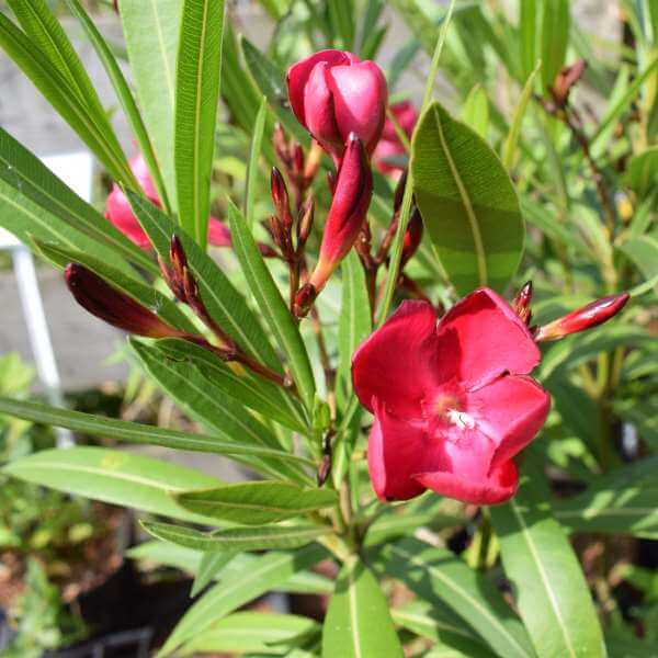 Nerium_Oleander_PP1.jpg