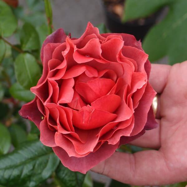Rosa_Hot_Chocolate_PP1.jpg