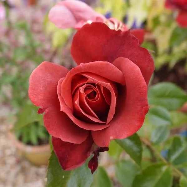 Rosa_Hot_Chocolate_PP3.jpg