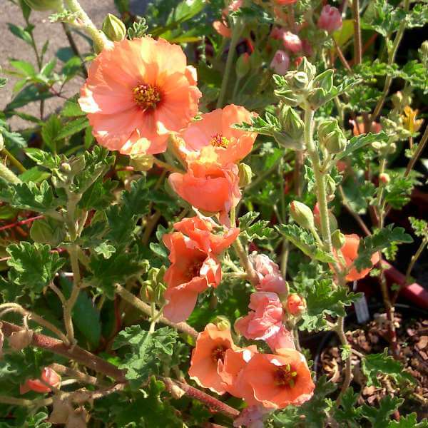 Sphaeralcea_Childerley_PP2.jpg
