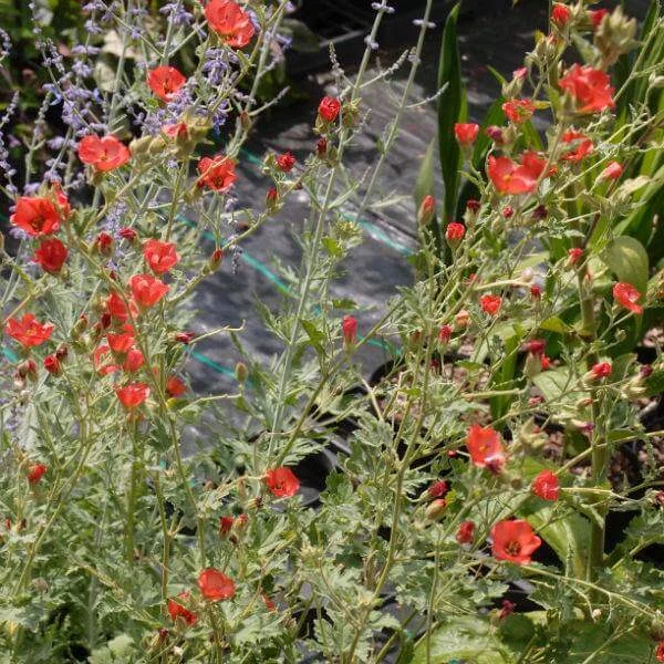 Sphaeralcea_Newleaze_Coral_PP2.jpg