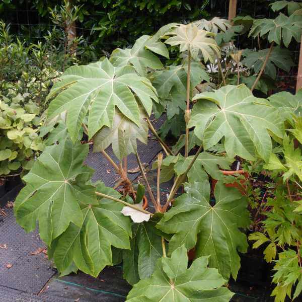 Tetrapanax_Papyrifera_Rex_PP4.jpg