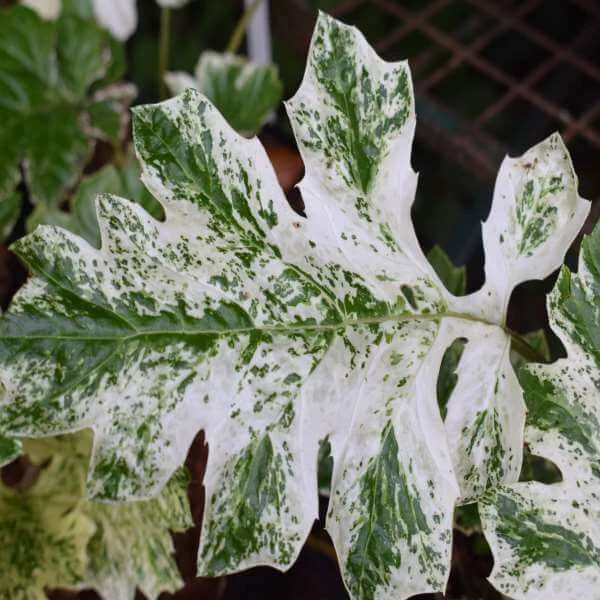 Acanthus_Whitewater_PP3.jpg