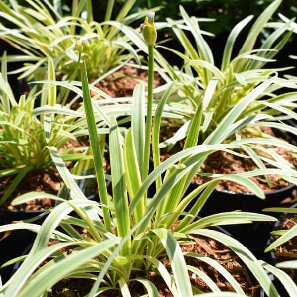 Agapanthus_Golden_Drop_PP1.jpg