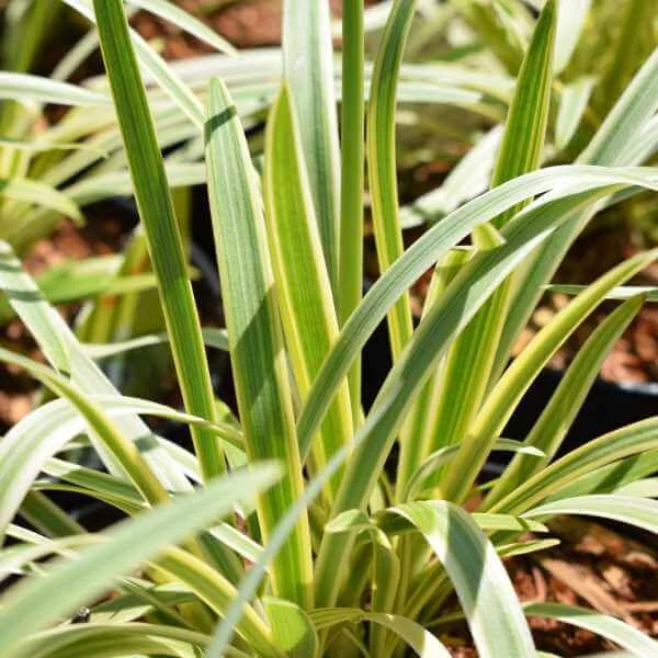 Agapanthus_Golden_Drop_PP2.jpg