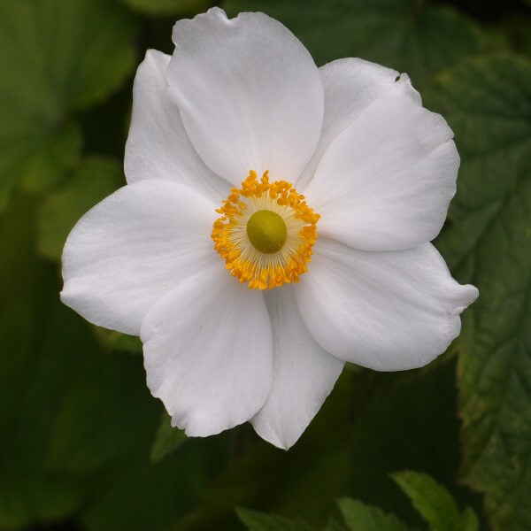 Anemone_Andrea_Atkinson_PP2.jpg
