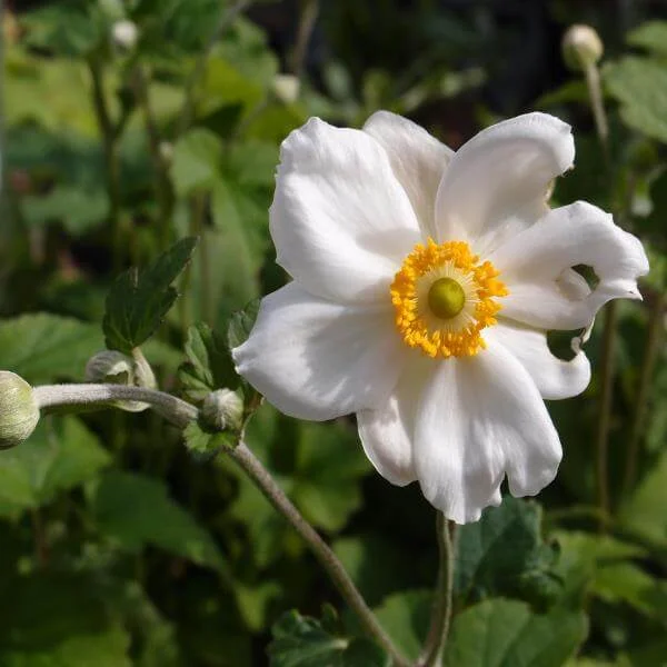 Anemone_Andrea_Atkinson_PP1.jpg