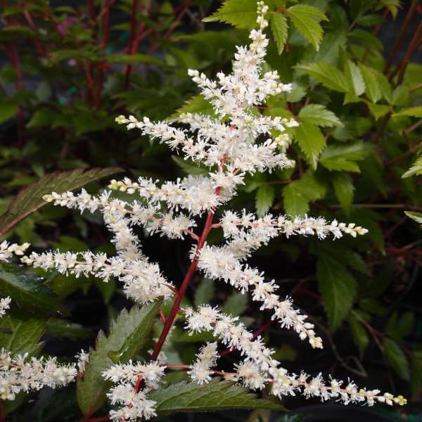 Astilbe_Cappuccino_PP1.jpg