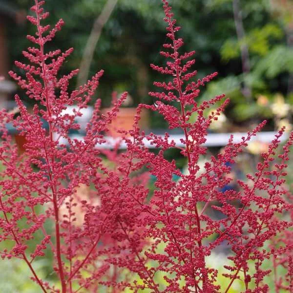 Astilbe_Red_Baron_PP2.jpg