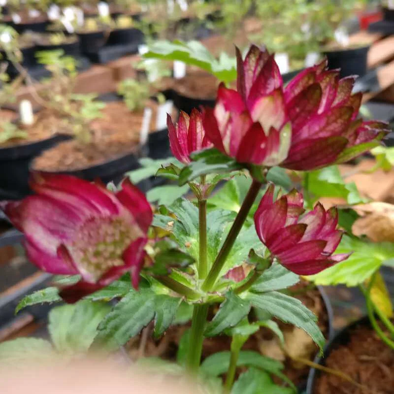 Astrantia_Gill_Richardson_PP2.jpg
