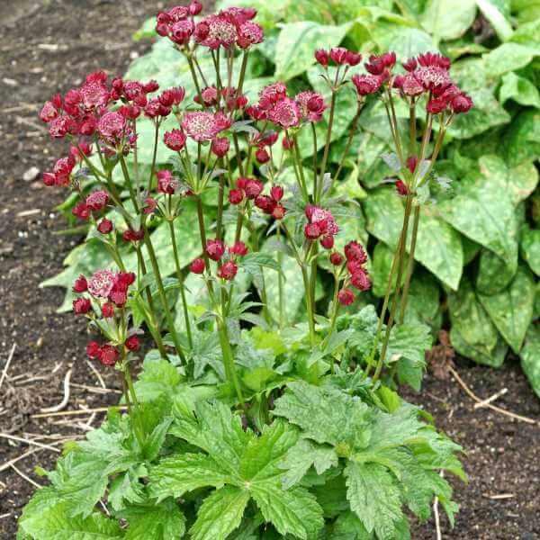 Astrantia_Ruby_Cloud_1.jpg