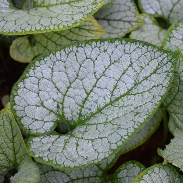 Brunnera_Silver_Heart_PP2.jpg
