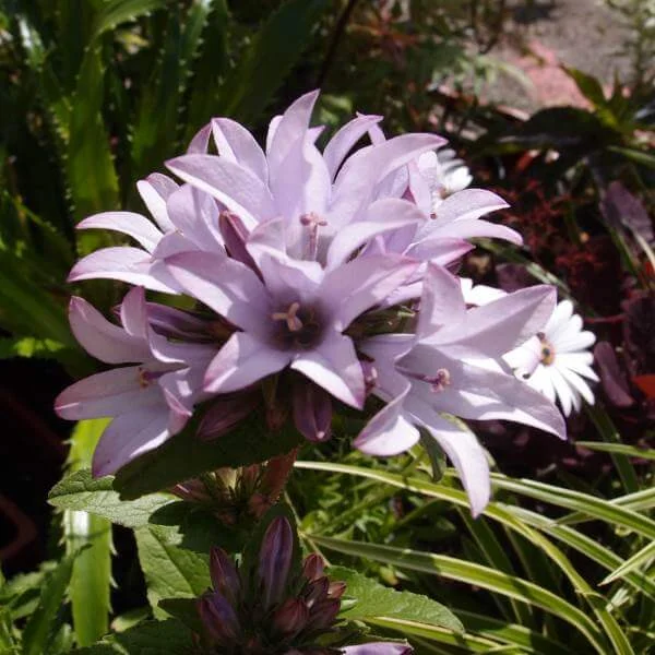 Campanula_Emerald_PP2.jpg