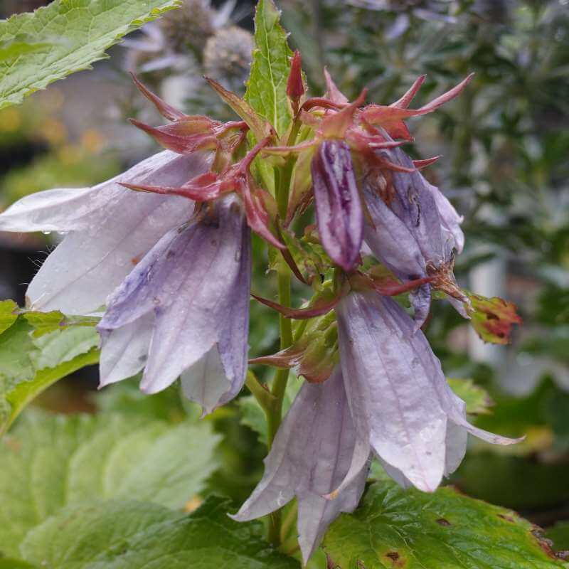 Campanula_Iridescent_Bells_PP1.jpg
